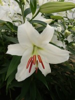 [4243 Siberia TL No102.JPG]